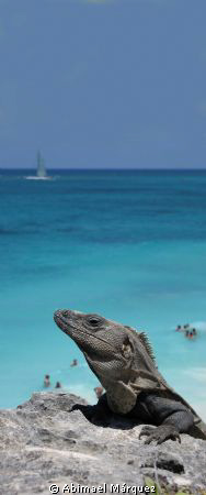 "Iguana", Tulum by Abimael Márquez 